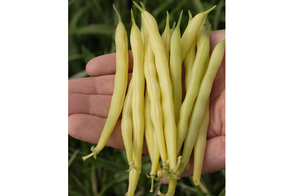 West Coast Seeds - Beans - Gold Rush Yellow Wax (50g)