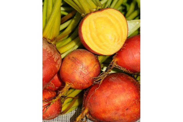 West Coast Seeds - Beets Touchstone Gold (4g)