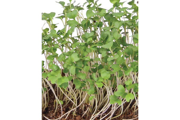 West Coast Seeds - Microgreens - Broccoli Certified Organic (50g)