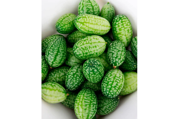 West Coast Seeds - Cucumbers - Cucamelon