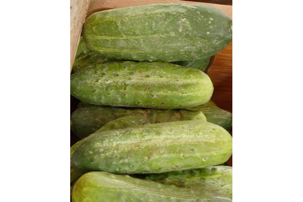 West Coast Seeds - Cucumbers Homemade Pickles (0.50g)