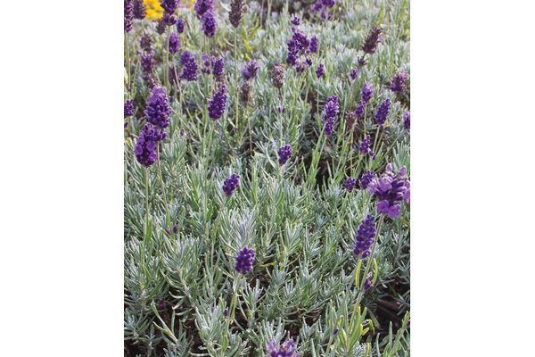 West Coast Seeds - Lavender - Dwarf Munstead (0.125g)
