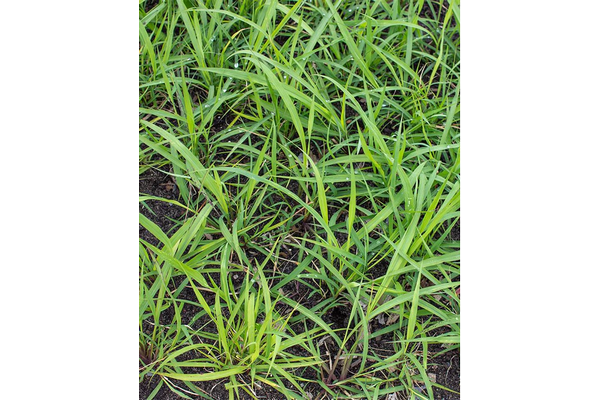 West Coast Seeds - Lemongrass (0.10g)