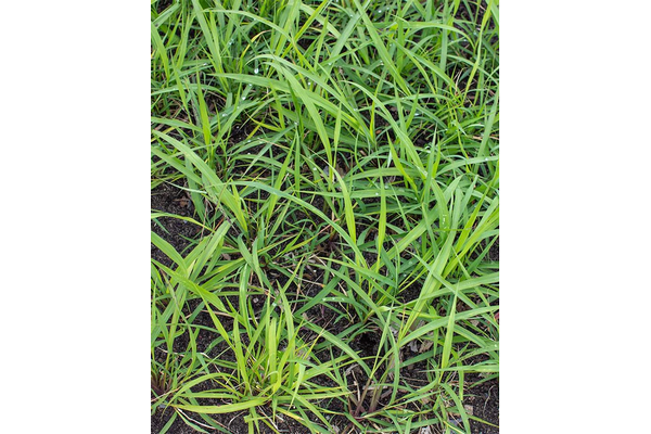 West Coast Seeds - Lemongrass Seeds - Aromatic, Productive, Container-Friendly (0.10g)