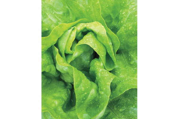 West Coast Seeds - Lettuce Buttercrunch (1g)