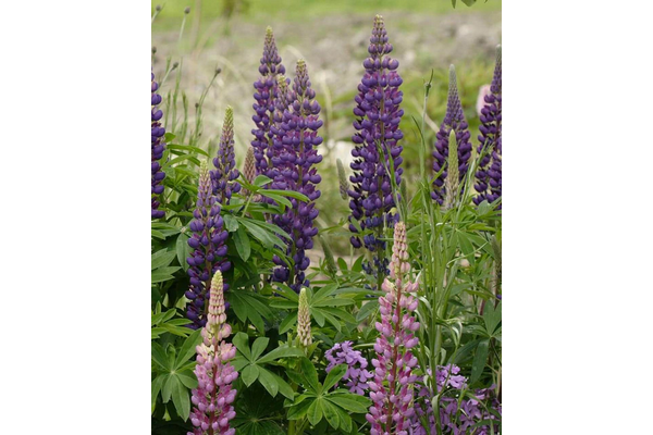 West Coast Seeds - Lupins - Russell Hybrids (2g)