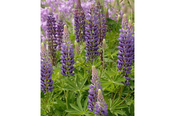West Coast Seeds - Lupins - Russell Hybrids (2g)