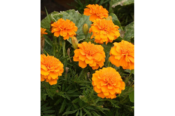 West Coast Seeds - Marigolds Brocade (1g)