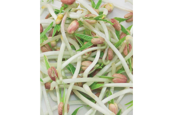 West Coast Seeds - Microgreens - Mung Beans Certified Organic (125g)