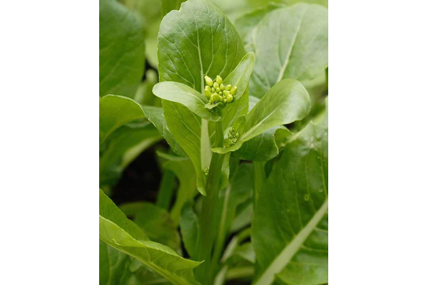 Jade Spring F1 Pac Choi - Sweet, Fast-Growing & Versatile | West Coast ...