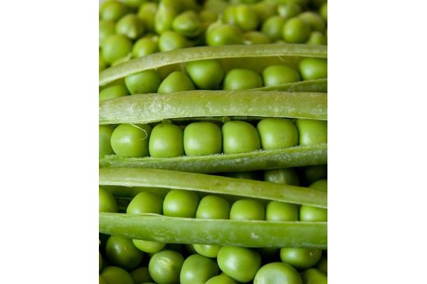 West Coast Seeds - Peas - Alderman (25g)