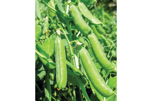 West Coast Seeds - Peas - Bolero (25g)