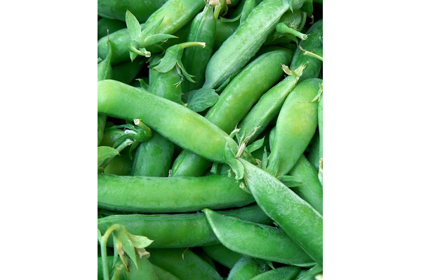 West Coast Seeds - Peas - Super Sugar Snap (25g)