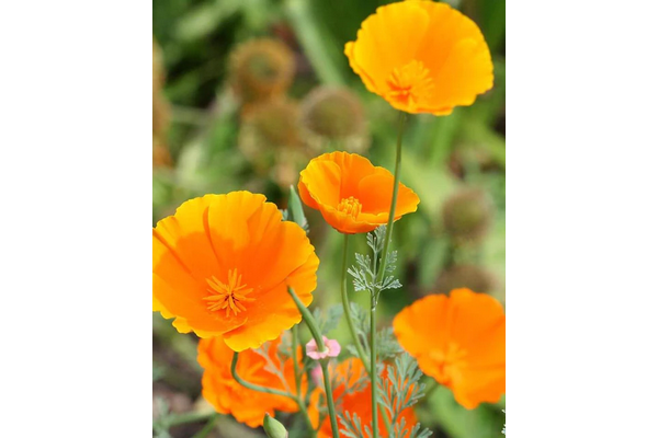 West Coast Seeds - Poppies - California - California Orange (0.5g)