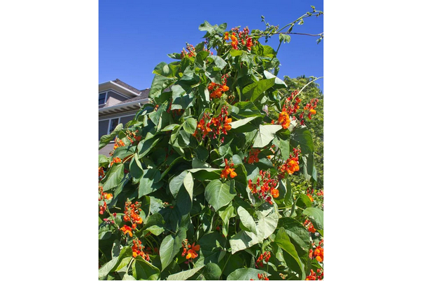West Coast Seeds - Beans - Scarlet Emperor