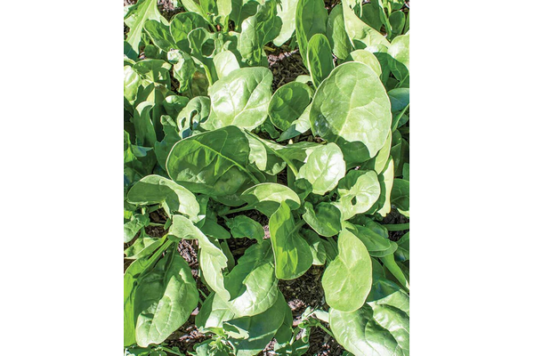 West Coast Seeds - Spinach - Yukon (100 Seeds)