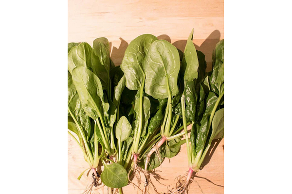 West Coast Seeds - Spinach - Yukon (100 Seeds)