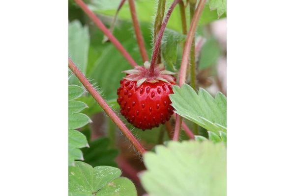 West Coast Seeds - Strawberry - Mignonette (Alpine) (0.02g)