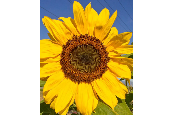 West Coast Seeds - Sunflowers - Peredovik Certified Organic (5g)