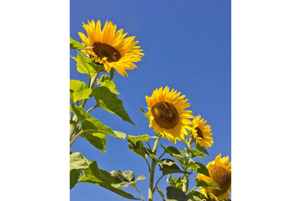 West Coast Seeds - Sunflowers - Peredovik Certified Organic (5g)