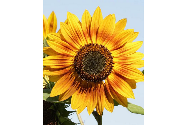 West Coast Seeds - Sunflowers - Solar Power (1g)