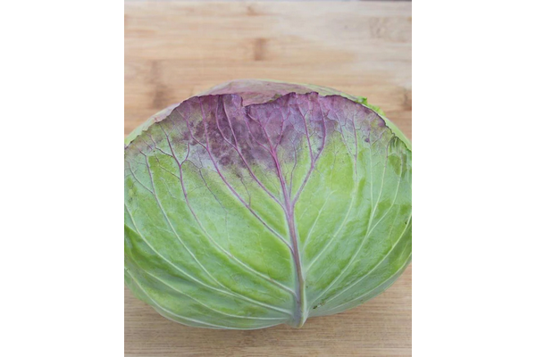 West Coast Seeds - Cabbage - Taiwan Cabbage F1 (0.25g)