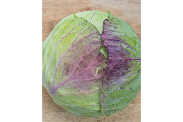 West Coast Seeds - Cabbage - Taiwan Cabbage F1 (0.25g)