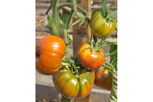 West Coast Seeds - Tomatoes - Black Krim Certified Organic (0.10g)