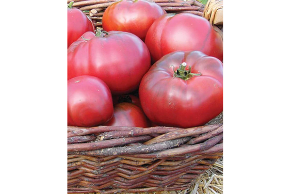 West Coast Seeds - Tomatoes - Black Krim Certified Organic (0.10g)