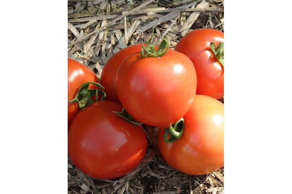 West Coast Seeds - Tomatoes - Early Girl (0.05g)