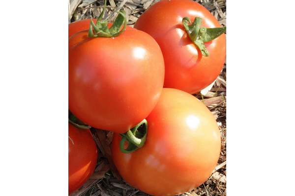 West Coast Seeds - Tomatoes - Early Girl (0.05g)