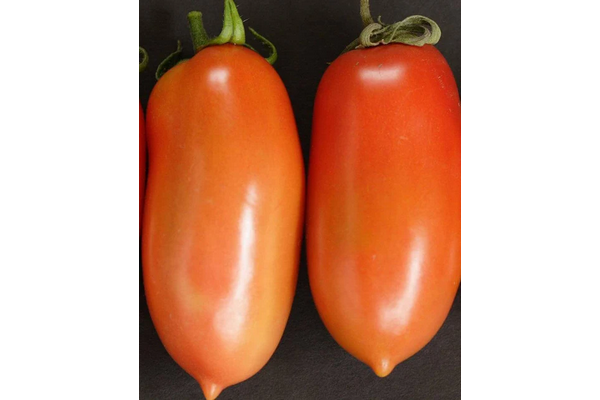 West Coast Seeds - Tomatoes - La Roma F1 (0.05g)