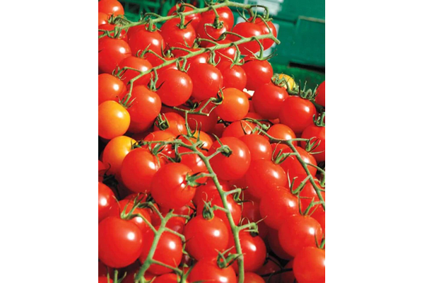 West Coast Seeds - Tomatoes - Sweet Million Cherry (25 Seeds)