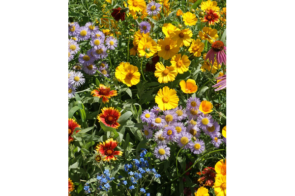 West Coast Seeds - Wildflowers Bee Garden Blend (5g)
