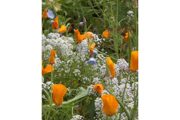 West Coast Seeds - Wildflowers - Beneficial Insect Blend (5g)
