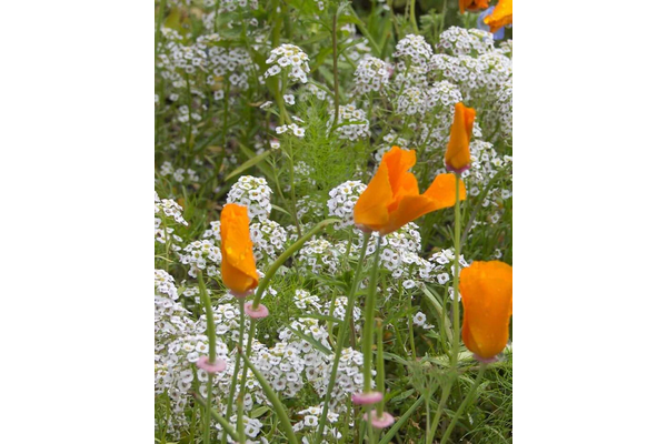West Coast Seeds - Wildflowers - Beneficial Insect Blend (5g)