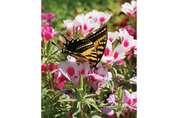 West Coast Seeds - Wildflowers - Butterfly Blend (5g)
