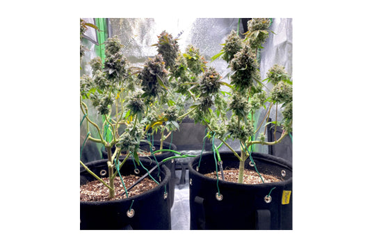 BudTrainer - BudPots - Reinforced LST Pots for Efficient Plant Training