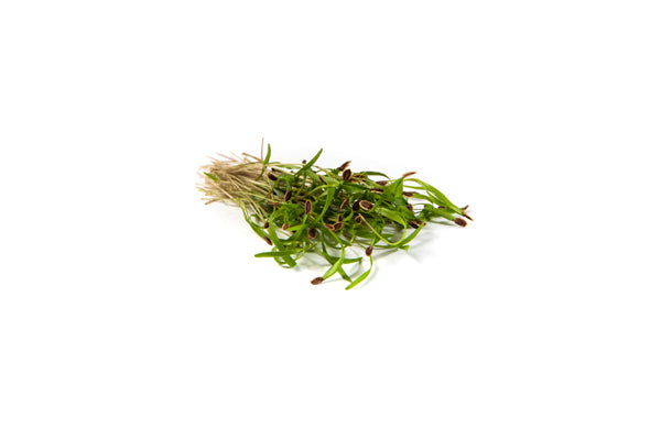 Mumm's Sprouting Seeds - Dill (50g)