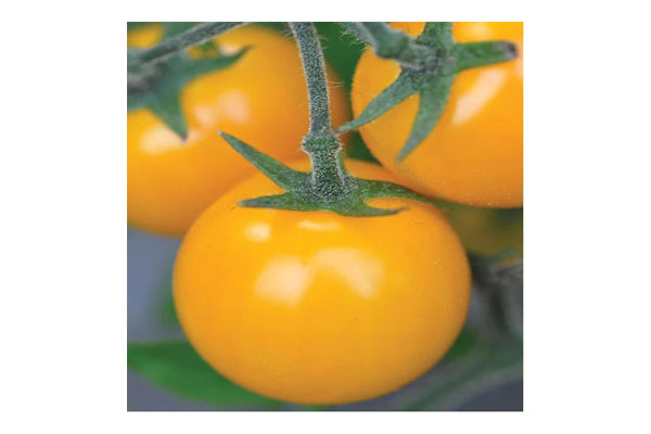 West Coast Seeds - Tomatoes Gold Nugget Cherry (0.10g)