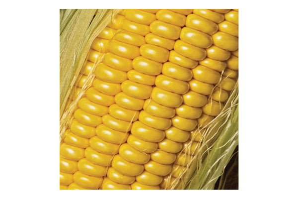 West Coast Seeds - Corn Golden Jubilee F1 (10g)