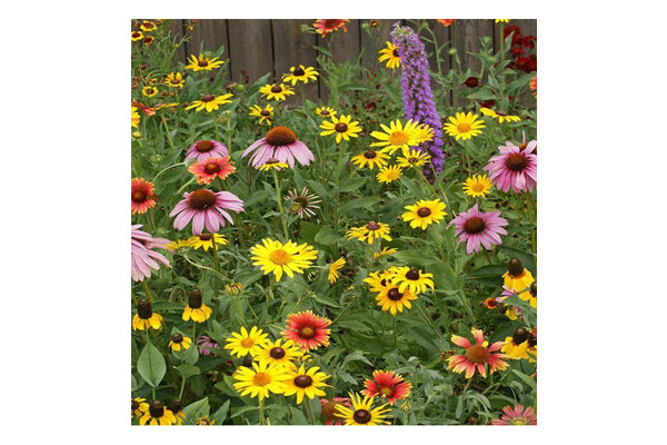 West Coast Seeds - Wild Flowers Great Lakes Wildflower Blend (5g)