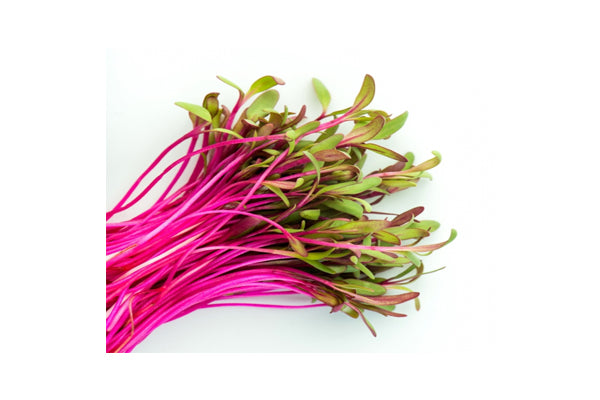 Mumm's Sprouting Seeds - Beets Ruby (30g)