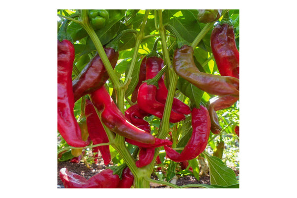 West Coast Seeds - Peppers Paprik Certified Organic (0.10g)