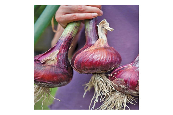 West Coast Seeds - Onions Redwing (0.50g)