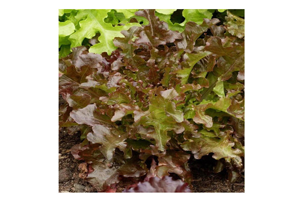 West Coast Seeds - Lettuce Salad Bowl Red (0.50g)