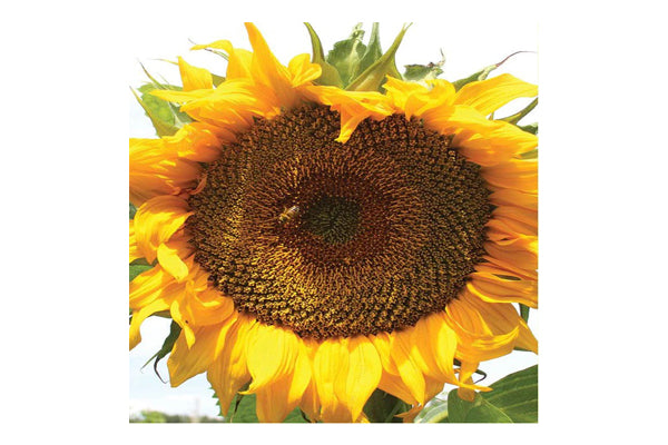 West Coast Seeds - Sunflowers Taiyo Certified Organic (1g)