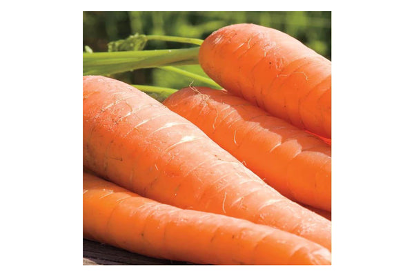 West Coast Seeds - Carrots Ya Ya Certified Organic (0.50g)